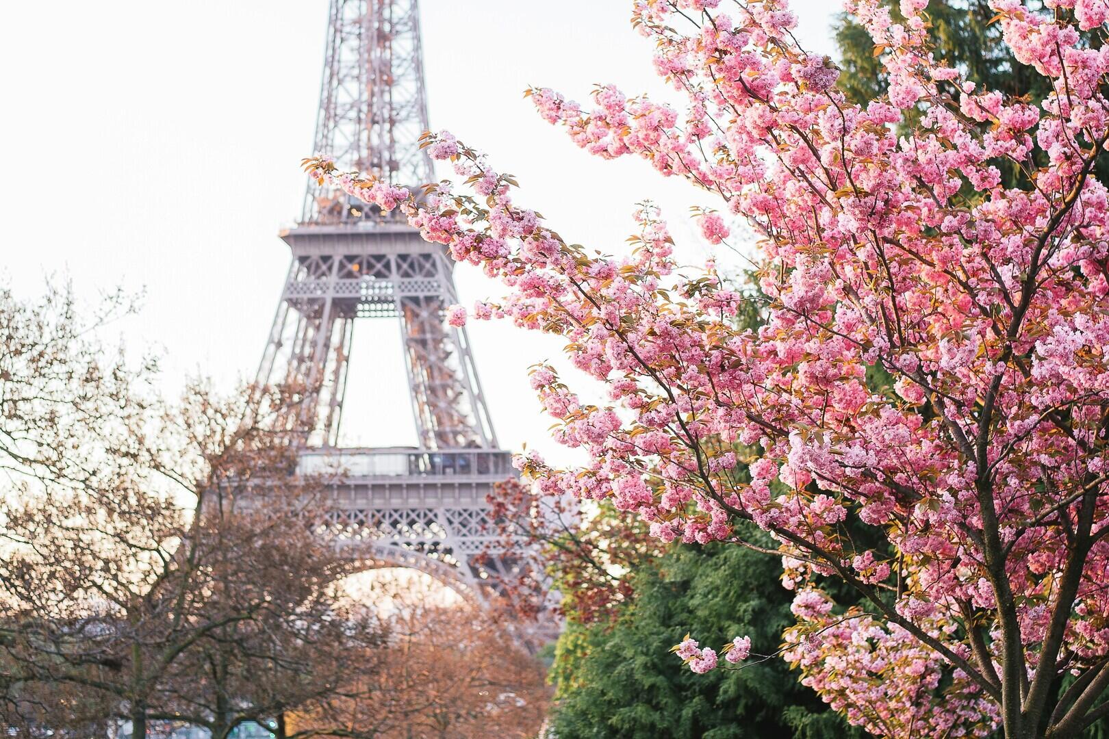 Cherry blossoms with the Eiffel Tower in the distance on a clear spring morning