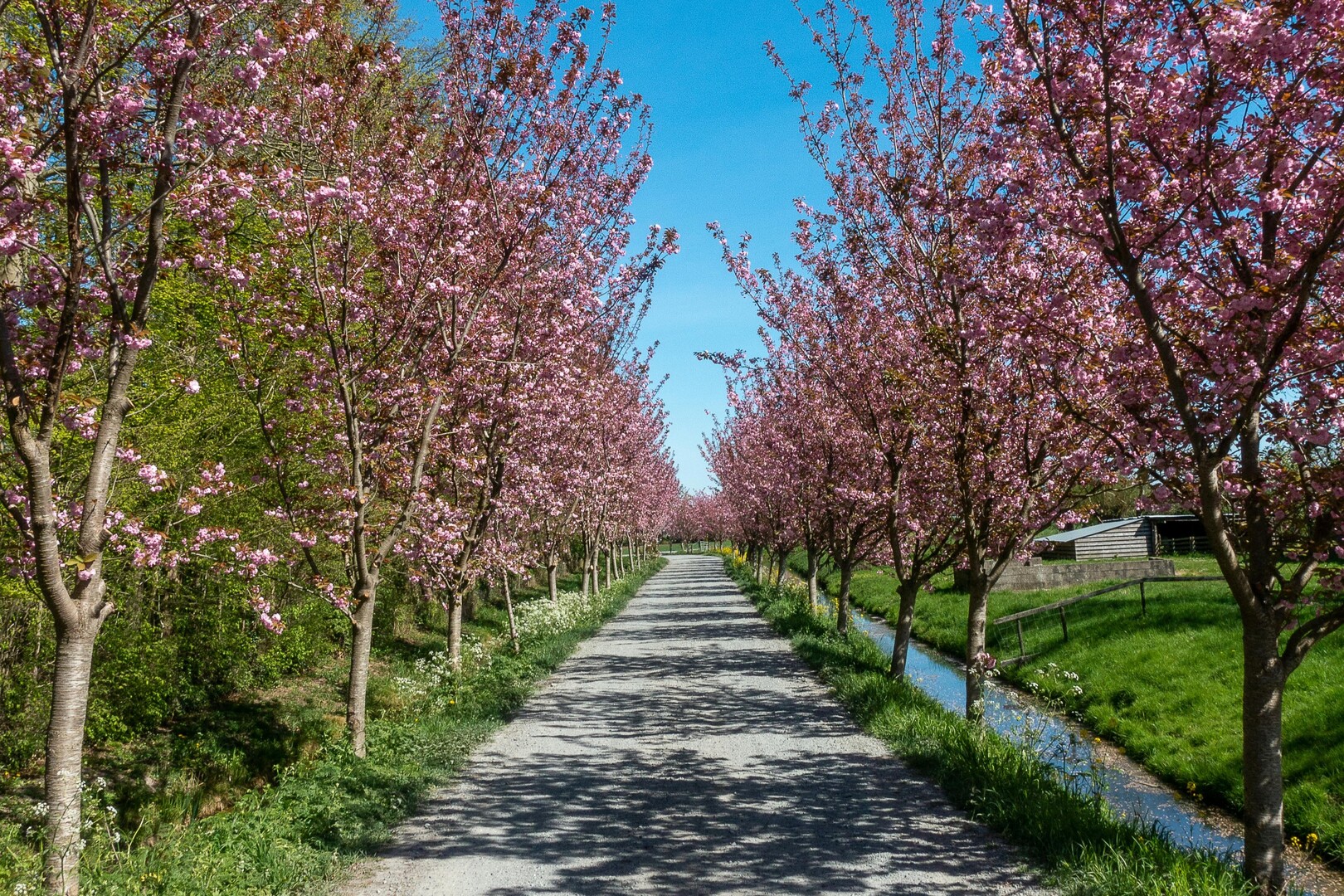 Petal-covered path through a formal Paris garden in spring