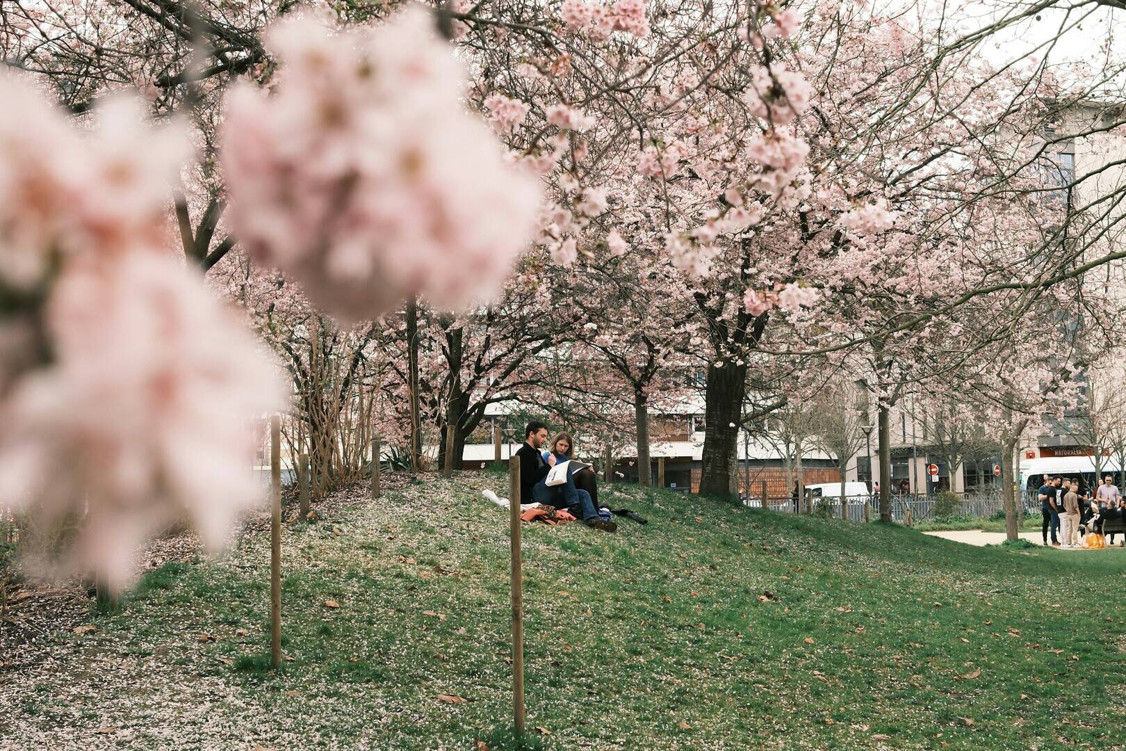 Soft pink cherry blossoms with a couple