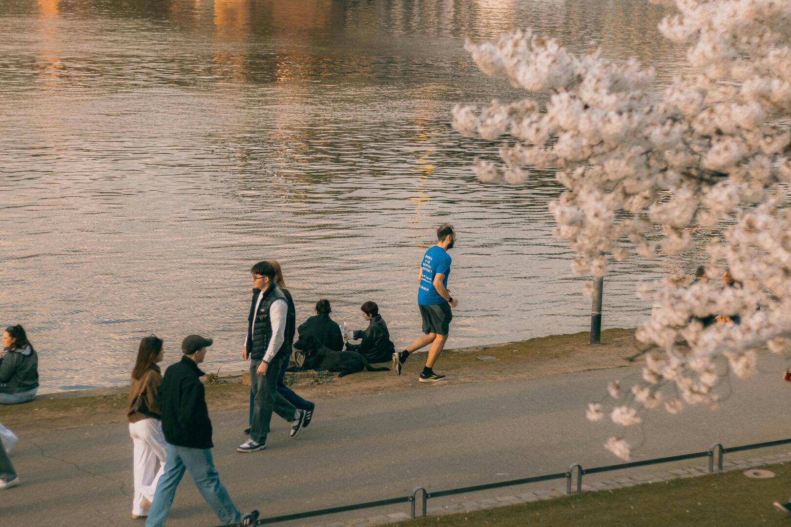 Cherry trees in bloom along a Paris riverside path