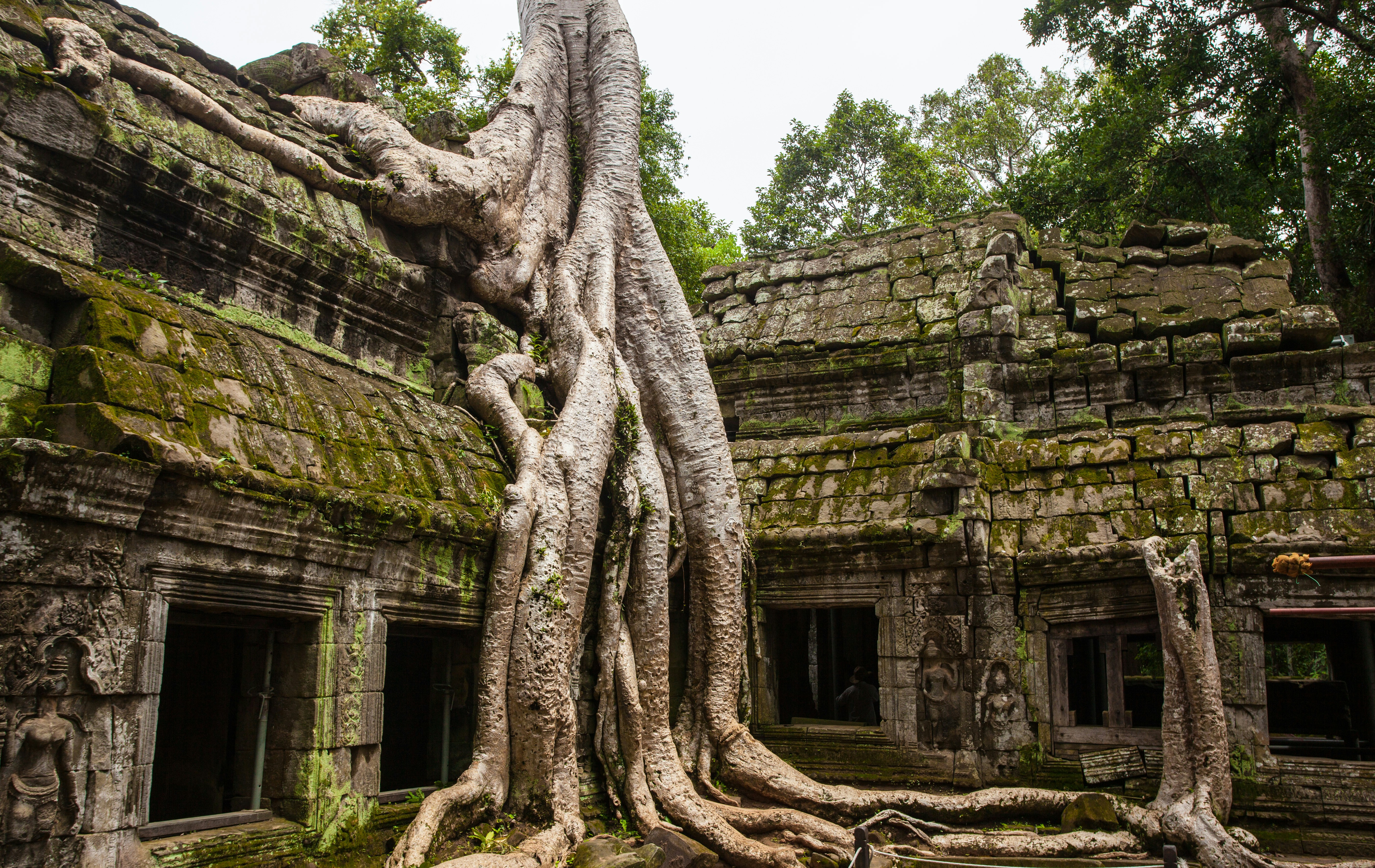 Silk-cotton tree roots engulfing a stone gallery at Ta Prohm