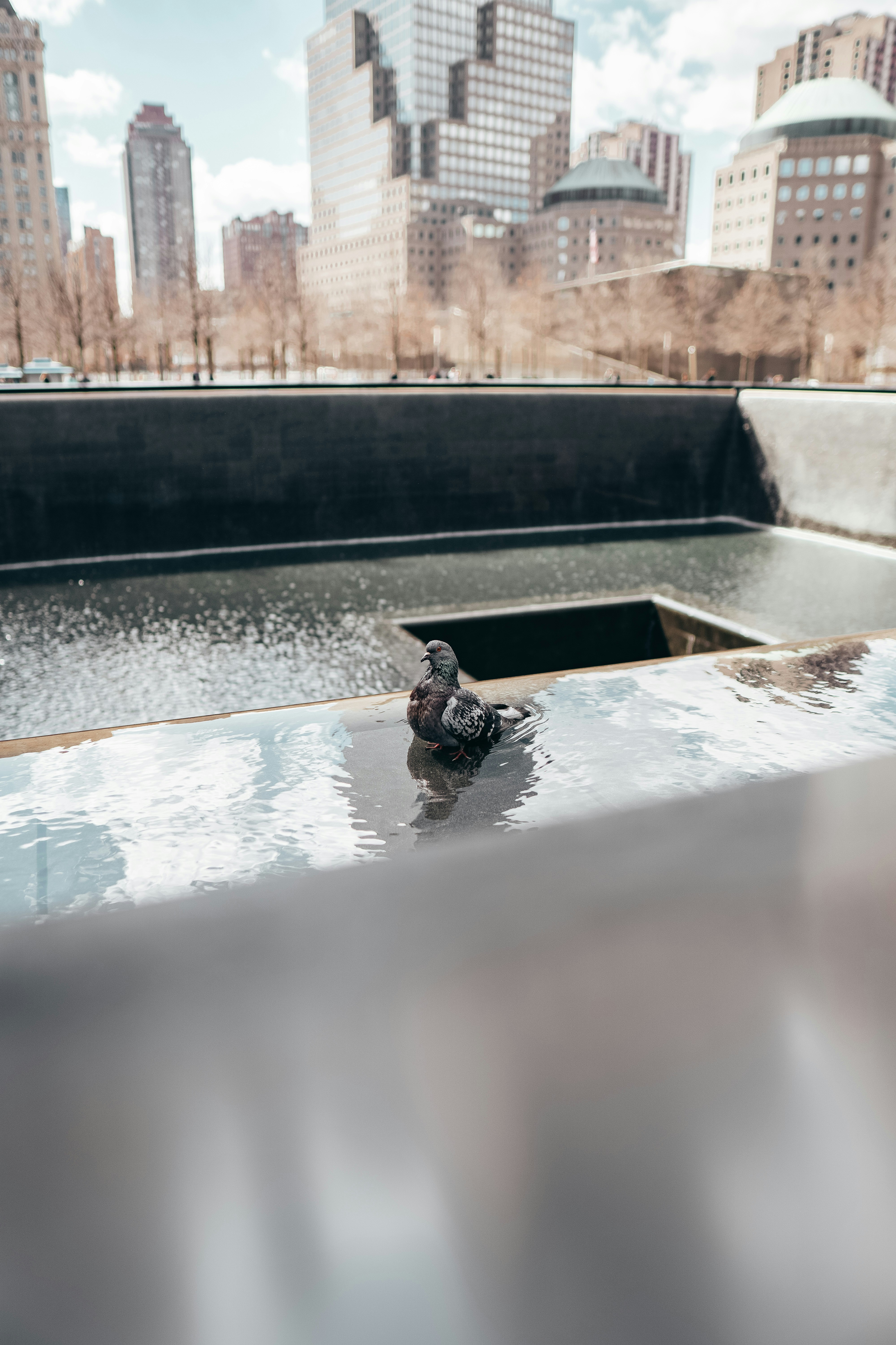 A pigeon resting on the edge of the Memorial pool with the Lower Manhattan skyline in the background