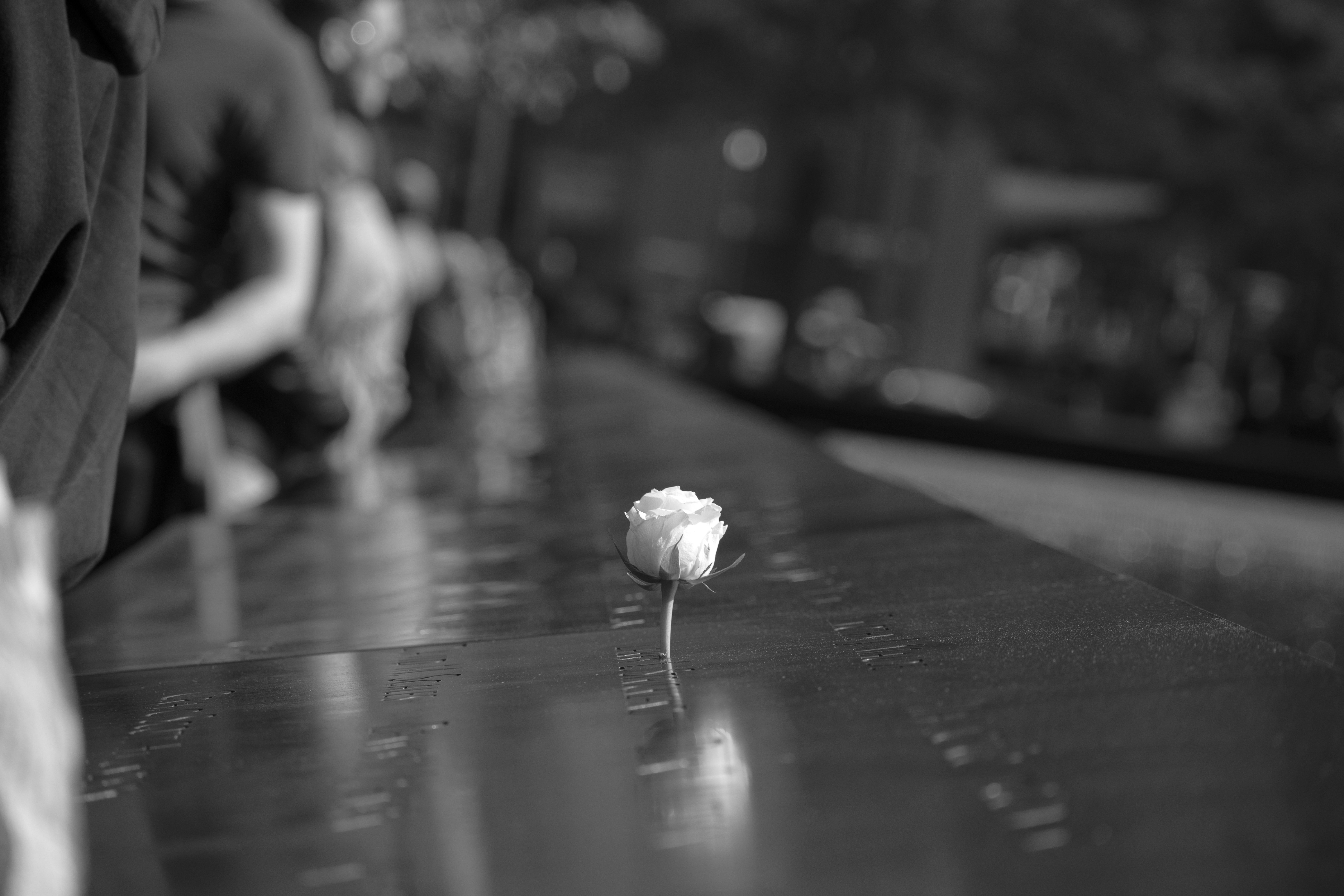 A single white rose left on the Memorial's name parapet, photographed in black and white