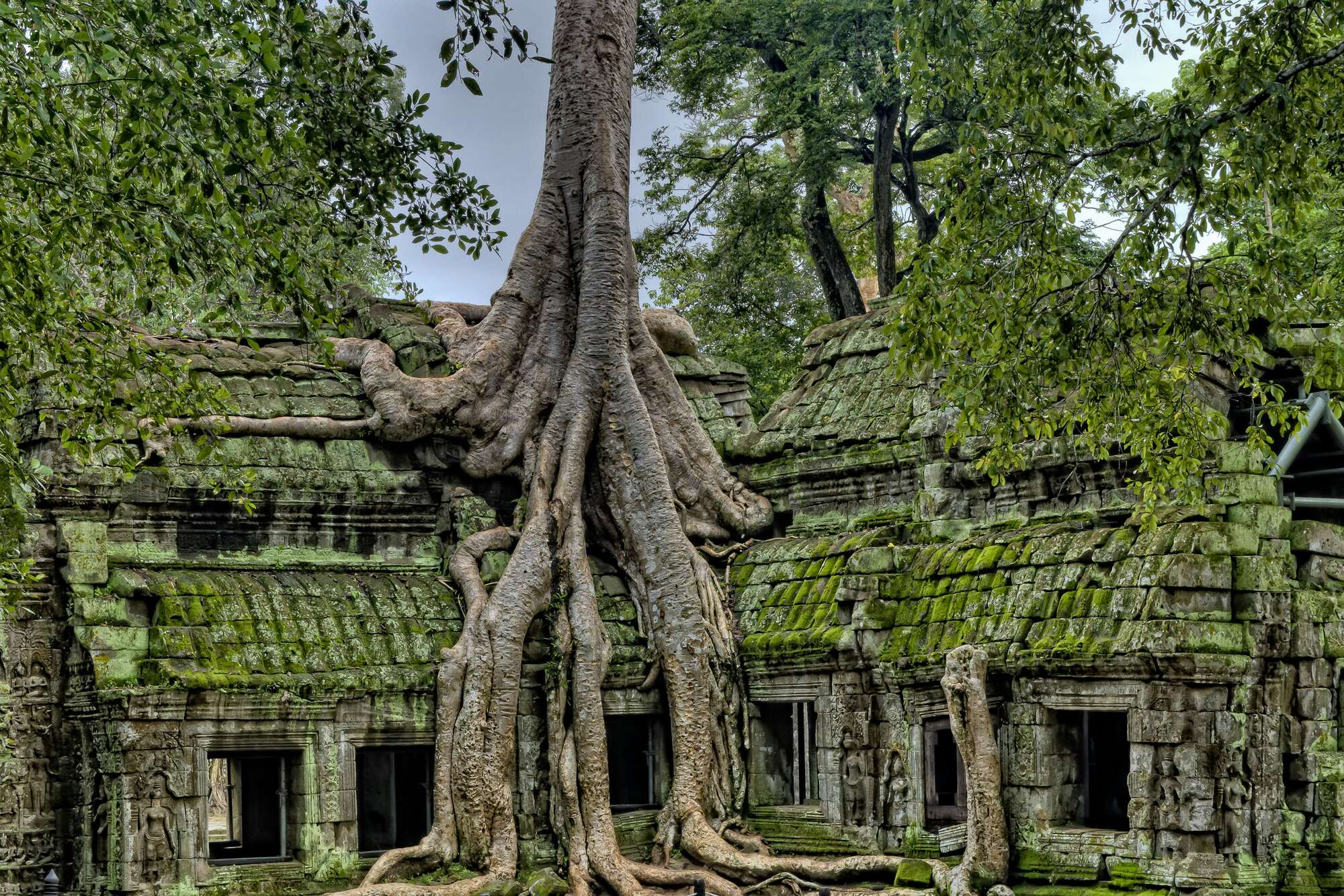 Elephants roaming free in the Kulen forest