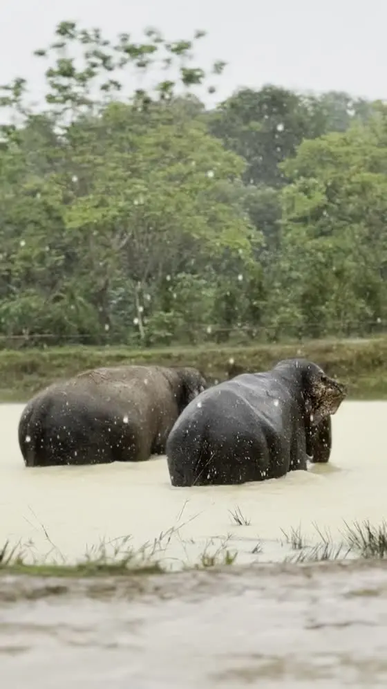 The elephants of Kulen